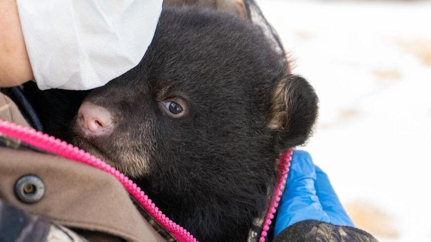 DNR Needs Your Help: Report Black Bear Den Locations For Research