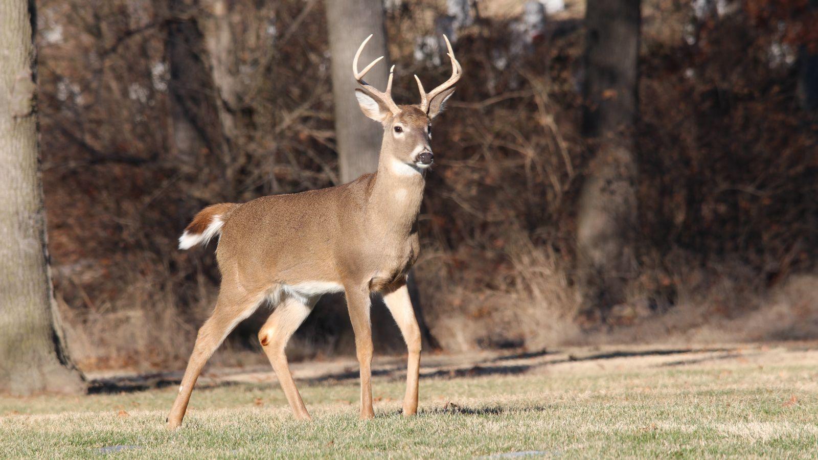 Most Northwest Wisconsin Counties See Strong Deer Harvest